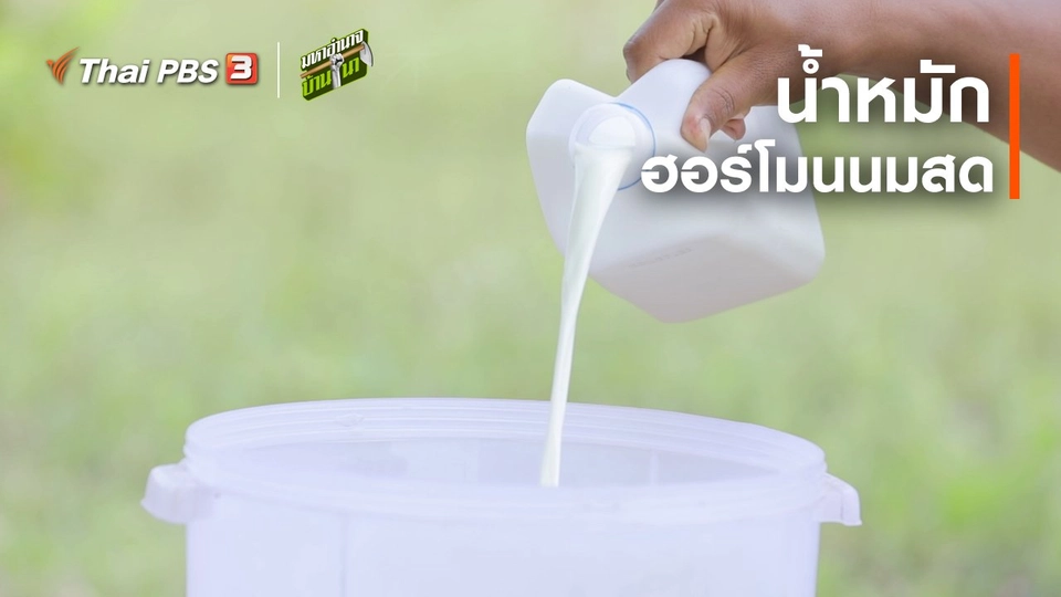 ​สูตรลับฉบับบ้านนา : น้ำหมักฮอร์โมนนมสด
