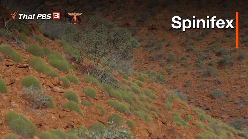เรื่องเล่าการเดินทาง : Spinifex