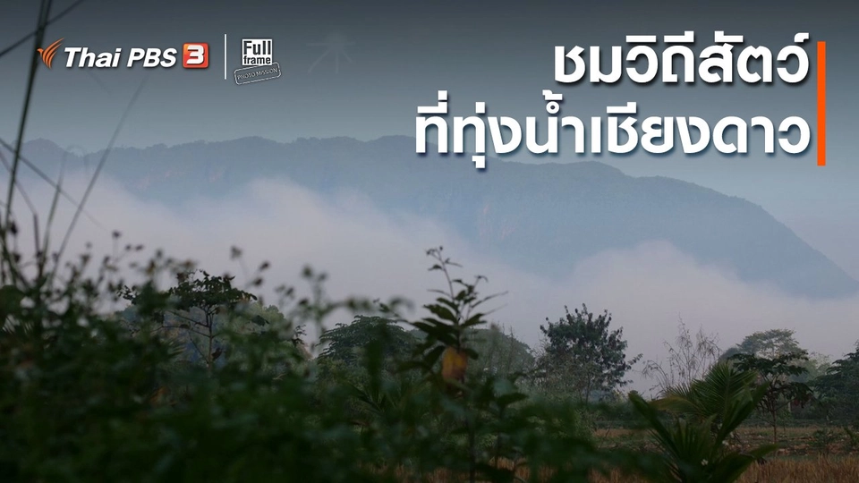 ภาพช็อตเด็ด : ชมวิถีสัตว์ที่ทุ่งน้ำเชียงดาว