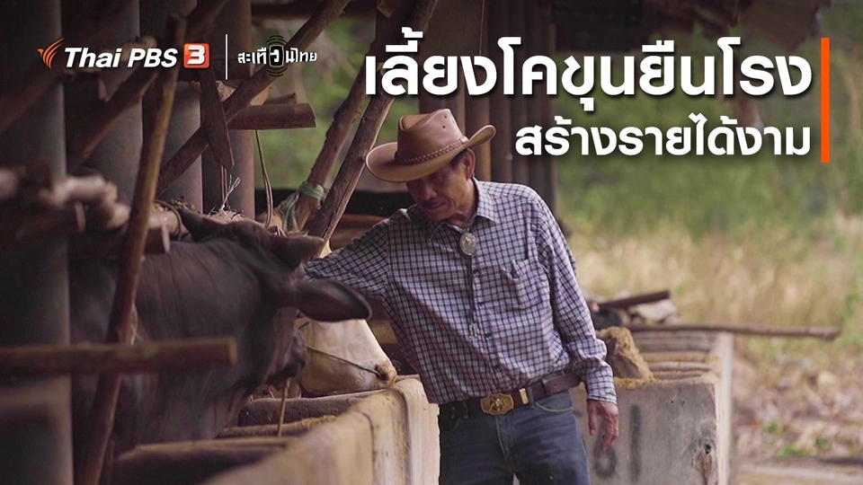 นักสร้างความเปลี่ยนแปลง : เลี้ยงโคขุนยืนโรง สร้างรายได้งาม