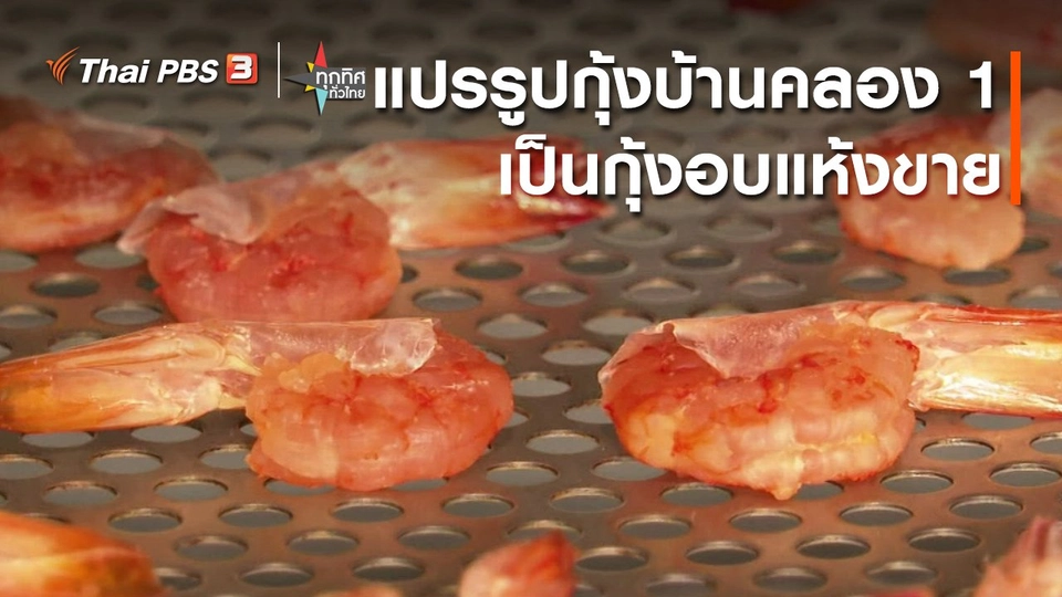 อาชีพทั่วไทย : แปรรูปกุ้งบ้านคลอง 1 เป็นกุ้งอบแห้งขาย