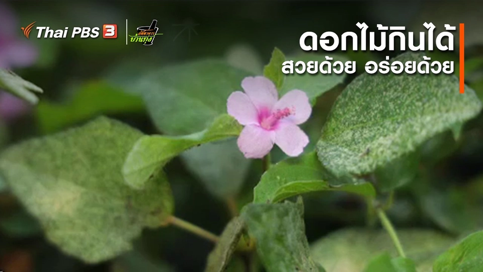 คลิปบ้านทุ่ง : ดอกไม้กินได้ สวยด้วย อร่อยด้วย