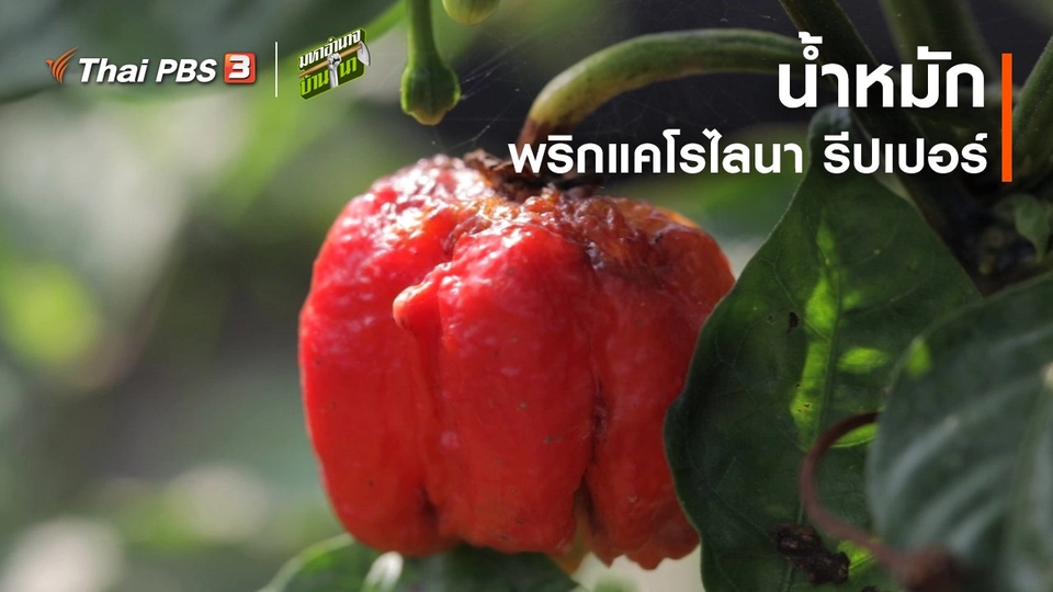 สูตรลับฉบับบ้านนา : น้ำหมักพริกแคโรไลนา รีปเปอร์