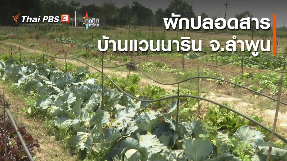 ​อาชีพทั่วไทย : ผักปลอดสารบ้านแวนนาริน จ.ลำพูน