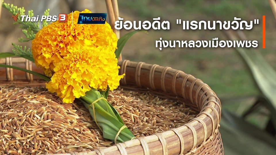 เรื่องนี้มีตำนาน : ย้อนอดีต "แรกนาขวัญ" ทุ่งนาหลวงเมืองเพชร