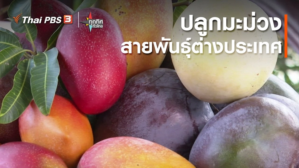 ​อาชีพทั่วไทย : ปลูกมะม่วงสายพันธุ์ต่างประเทศ