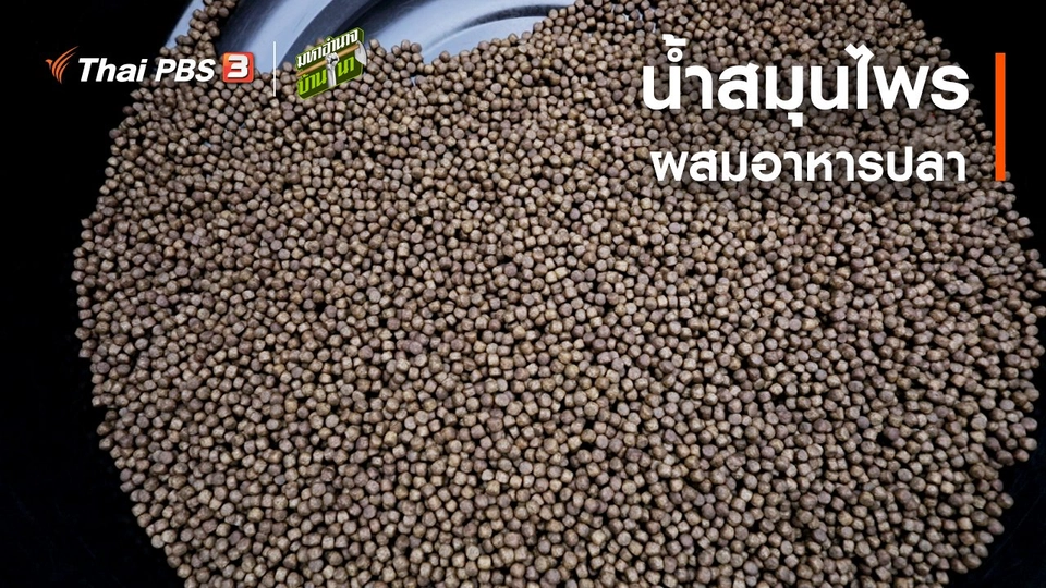 น้ำสมุนไพรผสมอาหารปลา : สูตรลับฉบับบ้านนา