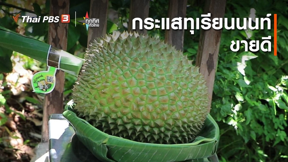อาชีพทั่วไทย : กระแสทุเรียนนนท์ขายดี จ.นนทบุรี