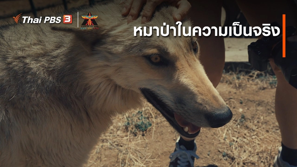 เรื่องเล่าการเดินทาง : หมาป่าในความเป็นจริง