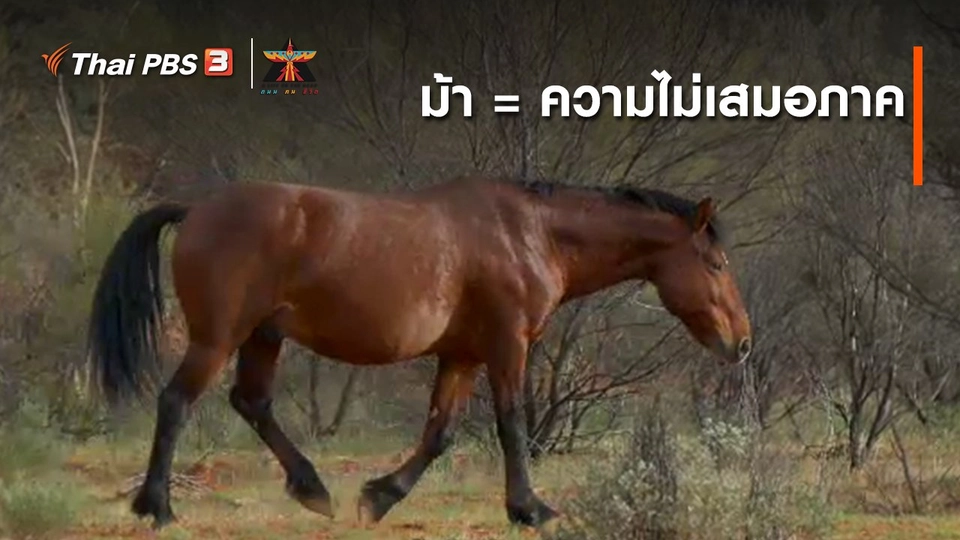 เรื่องเล่าการเดินทาง : ม้า = ความไม่เสมอภาค