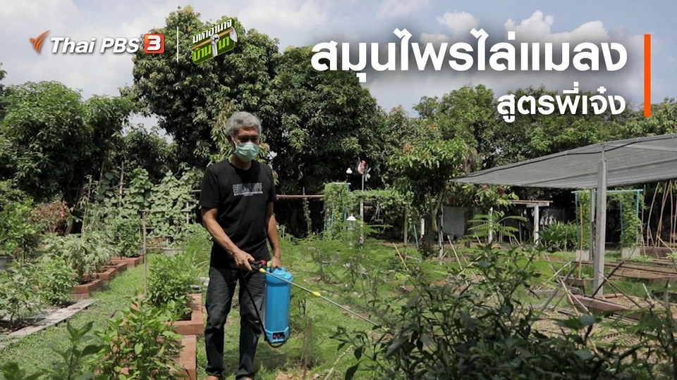 สูตรลับฉบับบ้านนา : สมุนไพรไล่แมลง สูตรพี่เจ๋ง