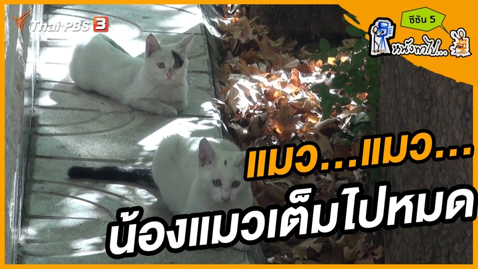 ช็อตเด็ด บอล - ยอด ซีซัน 5 :  แมว...แมว..น้องแมวเต็มไปหมด