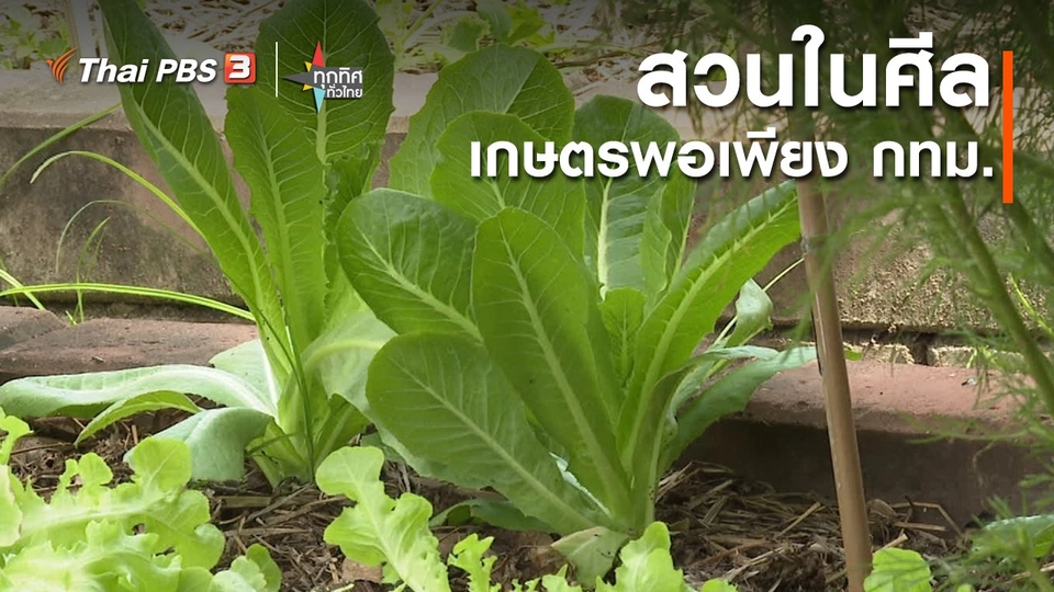 ​อาชีพทั่วไทย : สวนในศีล เกษตรพอเพียง กทม.