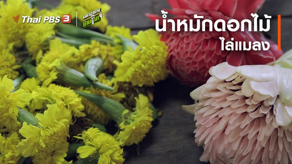 ​สูตรลับฉบับบ้านนา : น้ำหมักดอกไม้ไล่แมลง