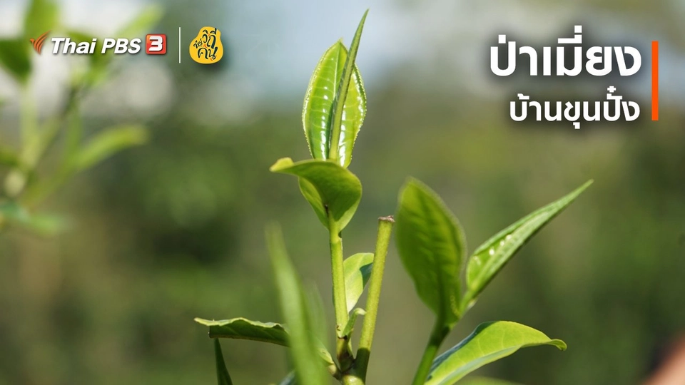 ​ป่าเมี่ยง บ้านขุนปั๋ง