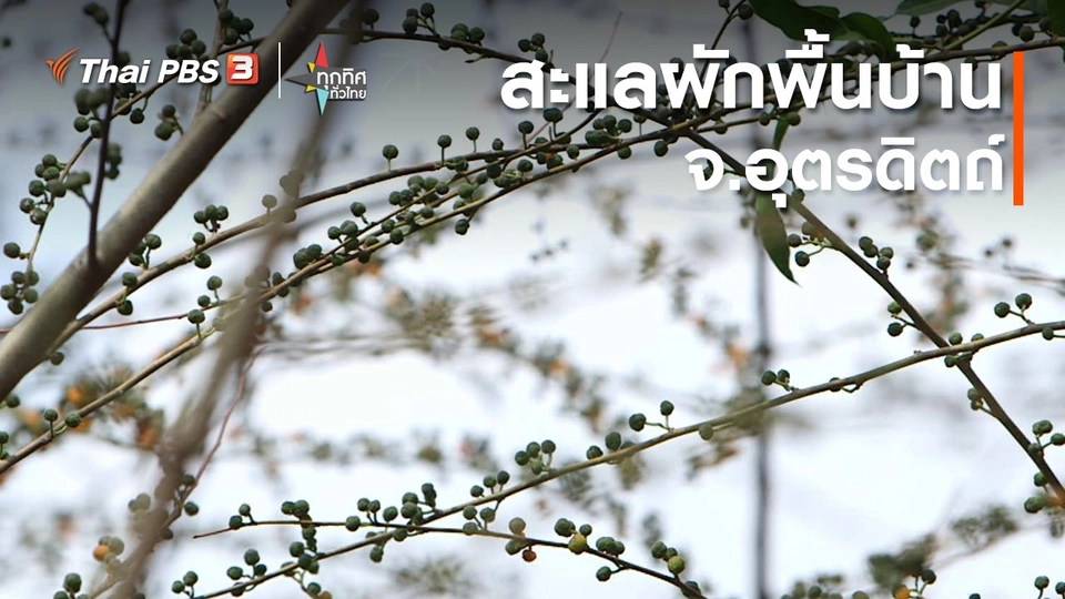 วิถีทั่วไทย : สะแลผักพื้นบ้าน จ.อุตรดิตถ์