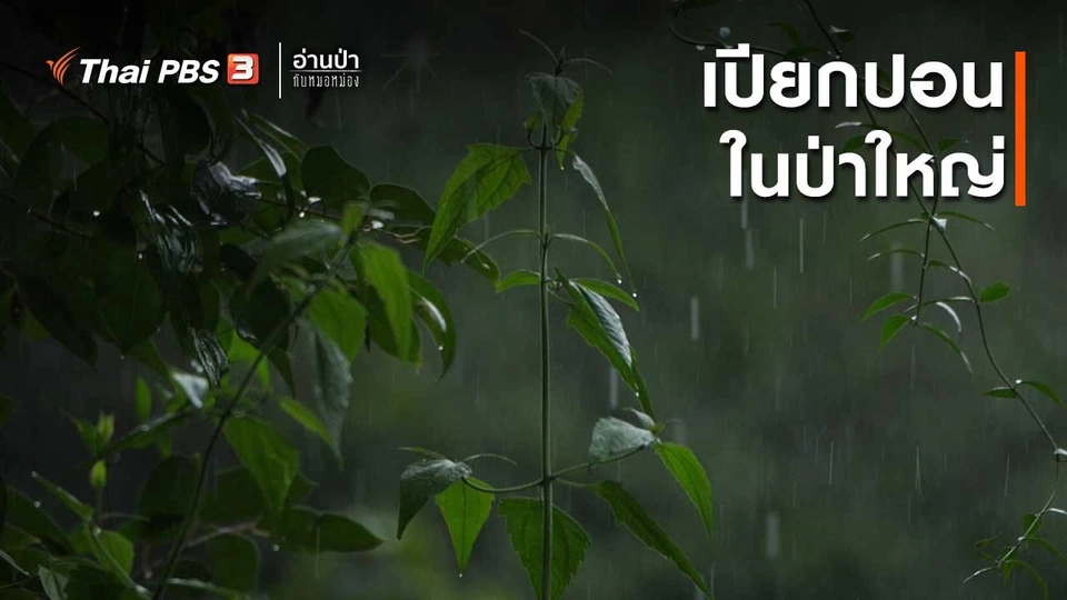 ส่องธรรมชาติ : เปียกปอนในป่าใหญ่