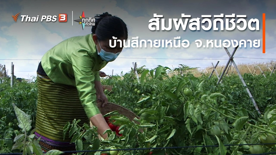 วิถีทั่วไทย : สัมผัสวิถีชีวิตบ้านสีกายเหนือ จ.หนองคาย