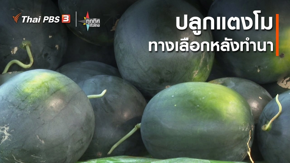 ​ปลูกแตงโมทางเลือกหลังทำนา