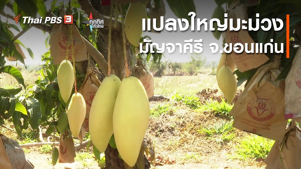 อาชีพทั่วไทย : แปลงใหญ่มะม่วงมัญจาคีรี จ.ขอนแก่น