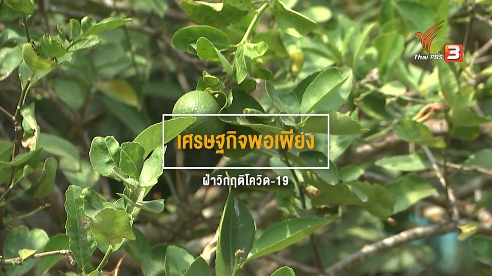 ดอกผลของความยั่งยืน : เศรษฐกิจพอเพียง ฝ่าวิกฤตโควิด-19