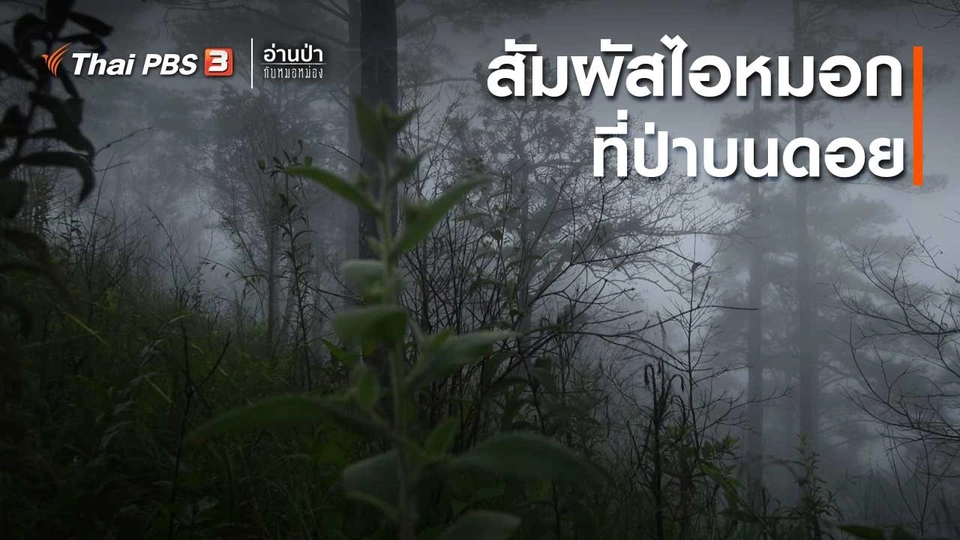 ส่องธรรมชาติ : สัมผัสไอหมอกที่ป่าบนดอย