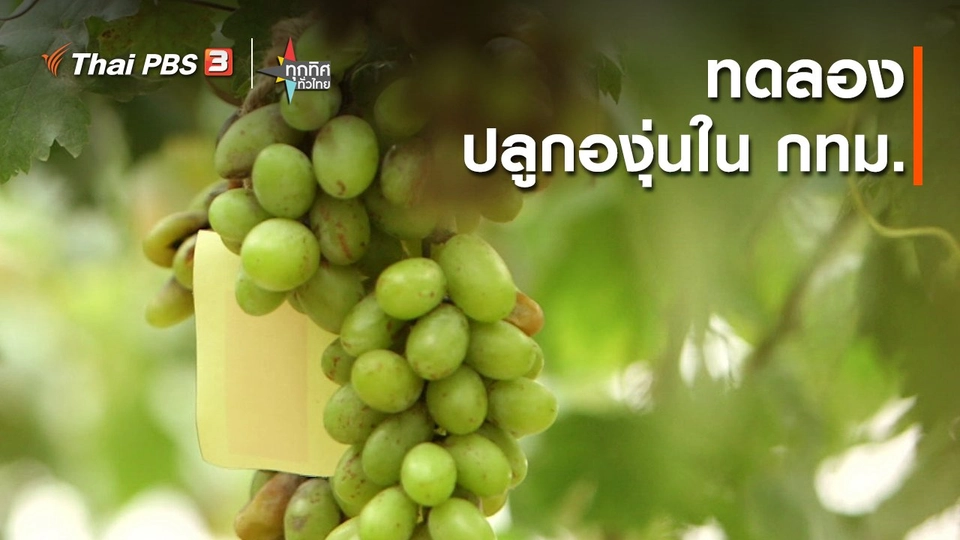 อาชีพทั่วไทย : ทดลองปลูกองุ่นใน กทม.