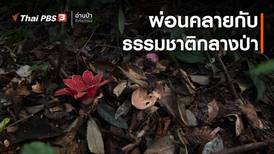 ส่องธรรมชาติ : ​ผ่อนคลายกับธรรมชาติกลางป่า