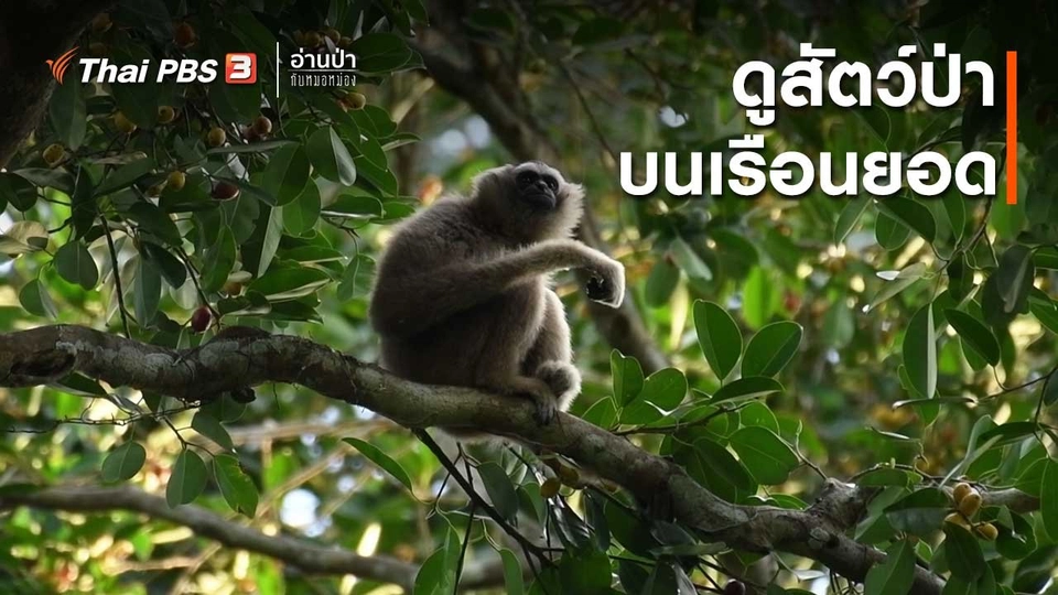 ส่องธรรมชาติ : ดูสัตว์ป่าบนเรือนยอด