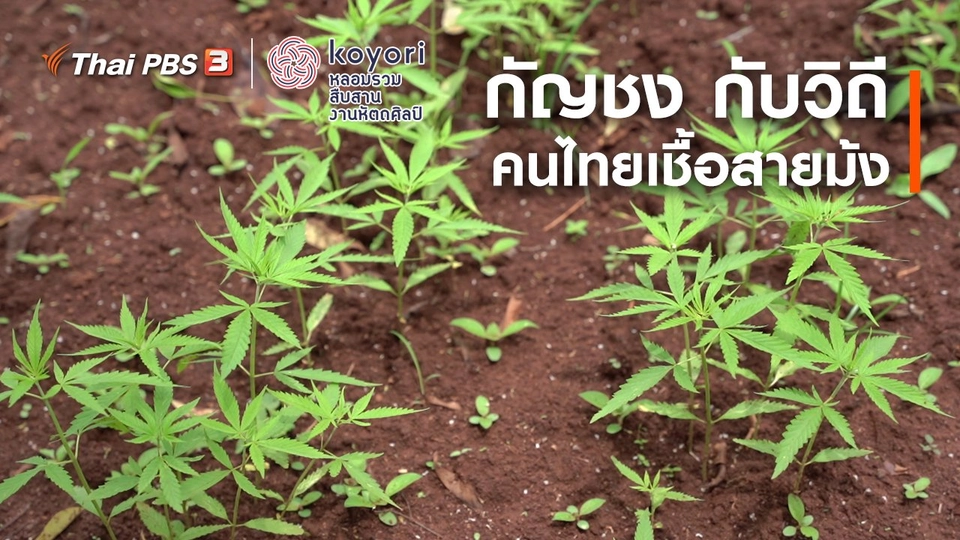 กัญชง กับวิถีคนไทยเชื้อสายม้ง
