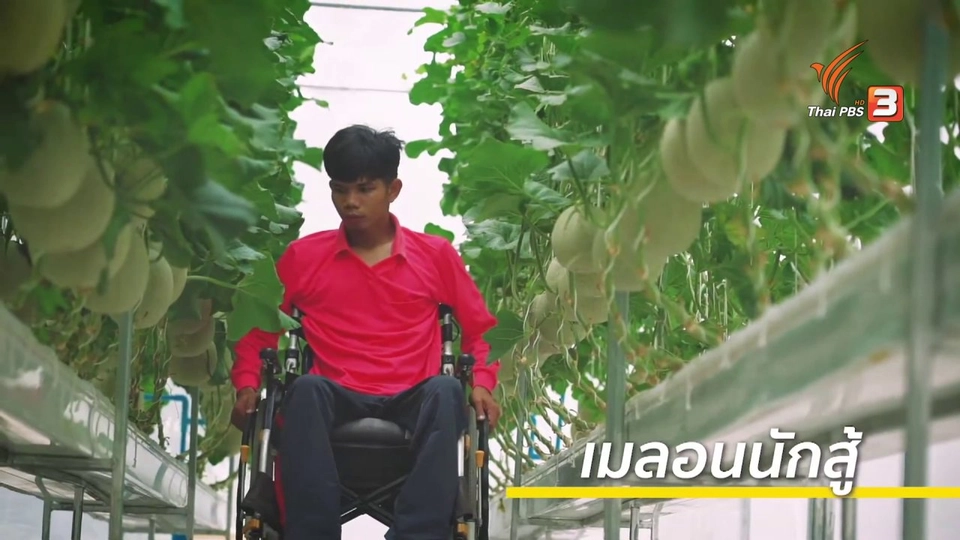 ดอกผลของความยั่งยืน : เกษตรกรนักสู้ ปลูกเมลอนสร้างรายได้