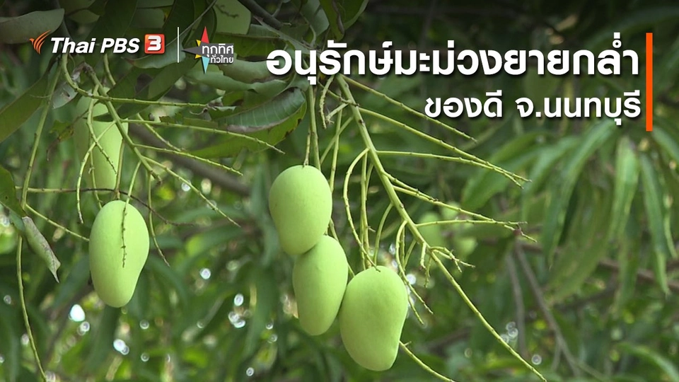 ​อนุรักษ์มะม่วงยายกล่ำของดี จ.นนทบุรี