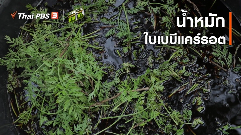 ​สูตรลับฉบับบ้านนา : น้ำหมักใบเบบีแคร์รอต