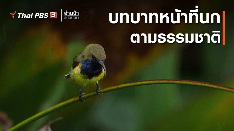 บทบาทหน้าที่นกตามธรรมชาติ