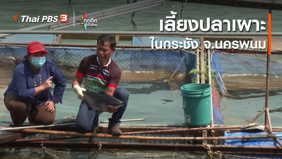 ​อาชีพทั่วไทย :  เลี้ยงปลาเผาะในกระชัง จ.นครพนม