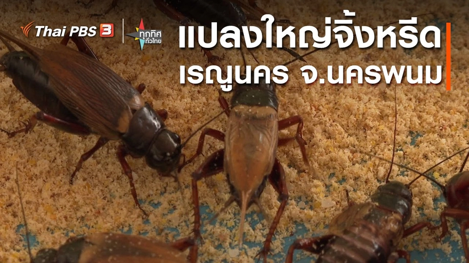 ​อาชีพทั่วไทย : แปลงใหญ่จิ้งหรีดเรณูนคร จ.นครพนม