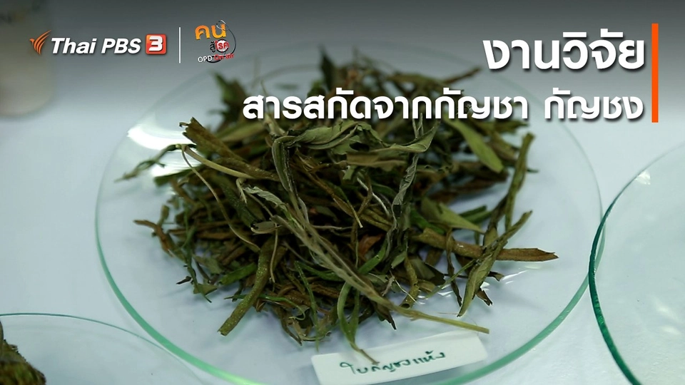 ​ปรับก่อนป่วย : งานวิจัยสารสกัดจากกัญชา กัญชง