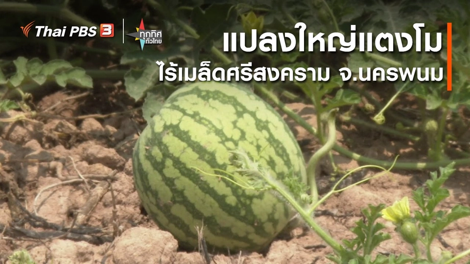 ​อาชีพทั่วไทย : แปลงใหญ่แตงโมไร้เมล็ดศรีสงคราม จ.นครพนม