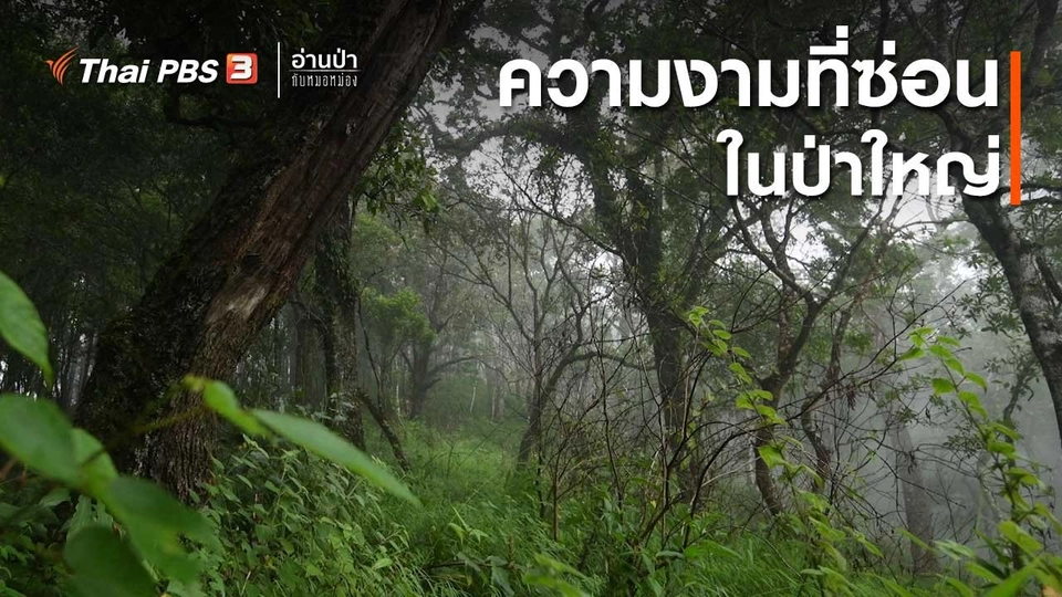 ส่องธรรมชาติ : ความงามที่ซ่อนอยู่ในป่าใหญ่