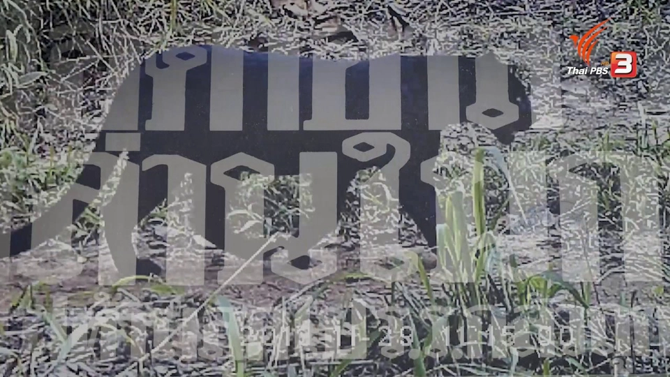 ​เสือดำอาละวาดพล่านในกรุง