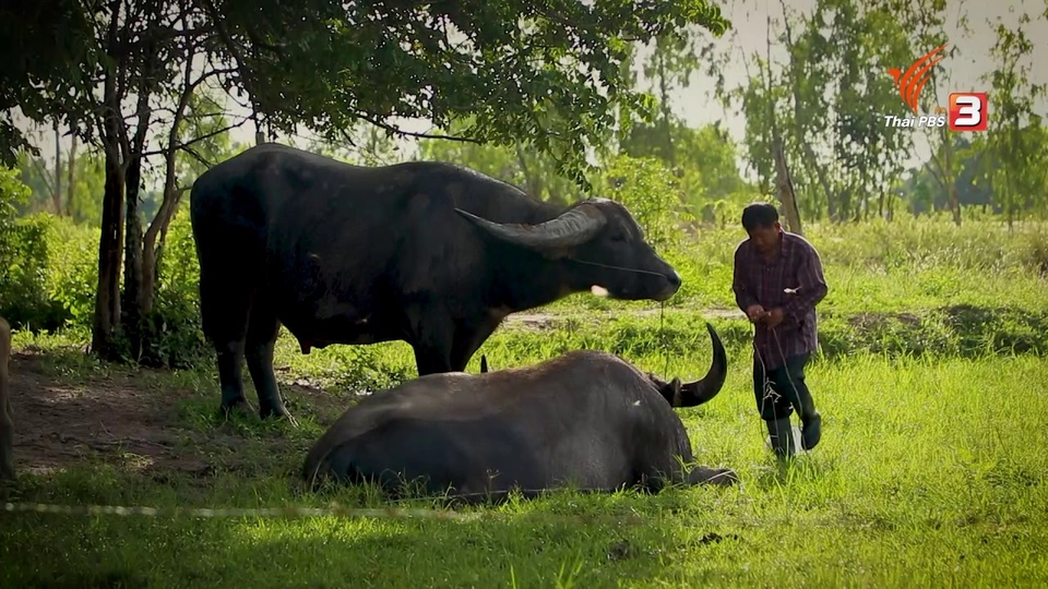 ปรากฏการณ์ควายแพง