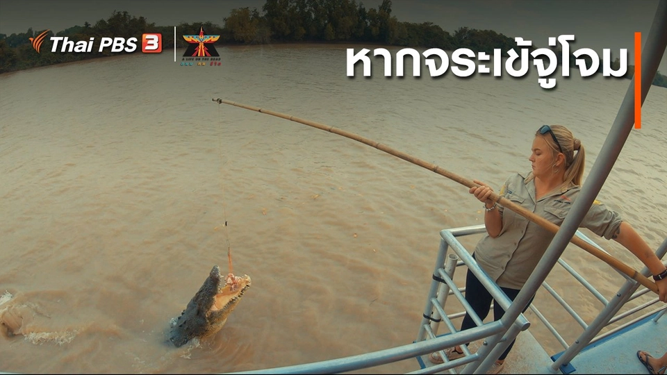 เรื่องเล่าการเดินทาง : หากจระเข้จู่โจม