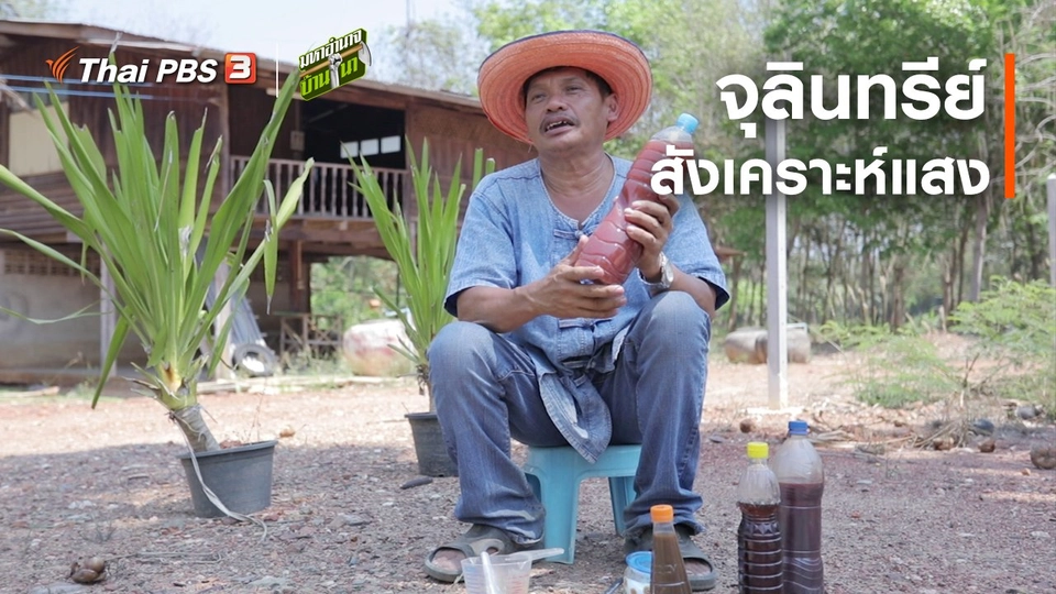 สูตรลับฉบับบ้านนา : จุลินทรีย์สังเคราะห์แสง