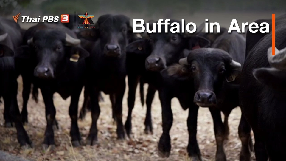 เรื่องเล่าการเดินทาง : Buffalo in Area