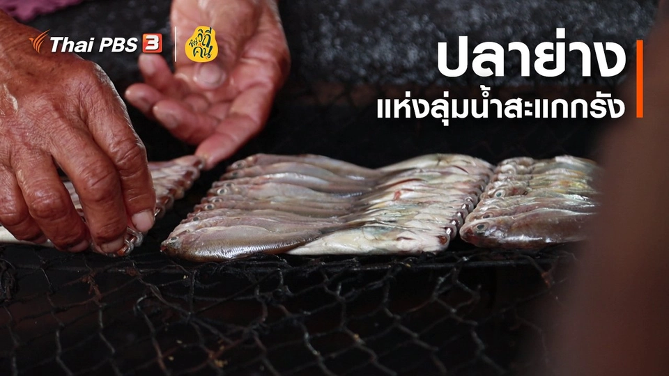 ปลาย่างแห่งลุ่มน้ำสะแกกรัง