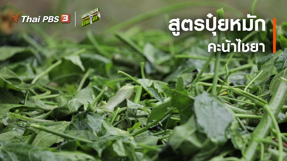 สูตรลับฉบับบ้านนา : สูตรปุ๋ยหมักคะน้าไชยา