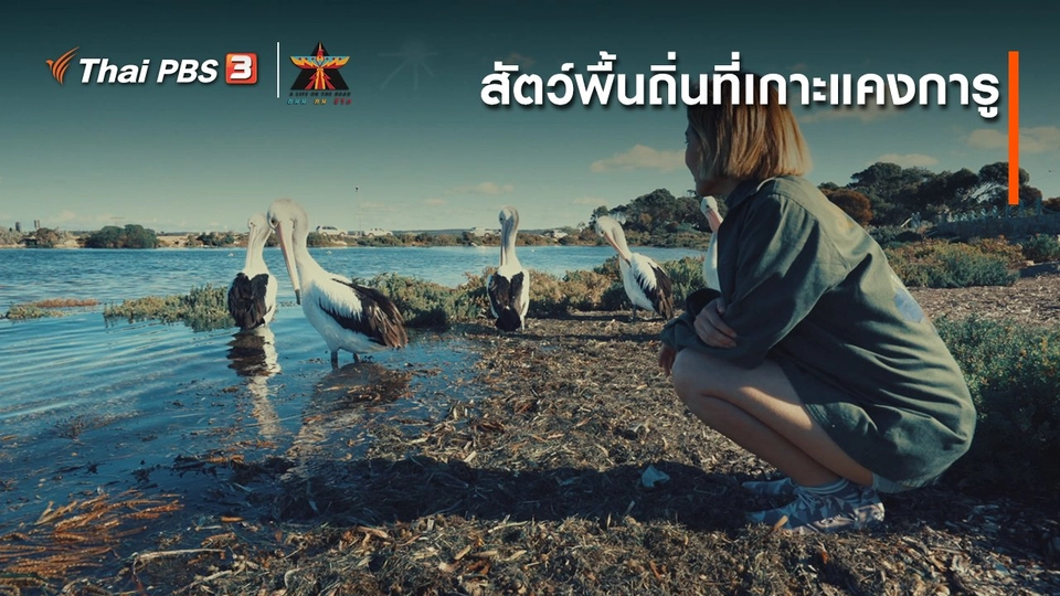 เรื่องเล่าการเดินทาง : สัตว์พื้นถิ่นที่เกาะแคงการู