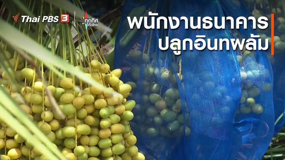 อาชีพทั่วไทย : พนักงานธนาคารปลูกอินทผลัม จ.กาญจนบุรี