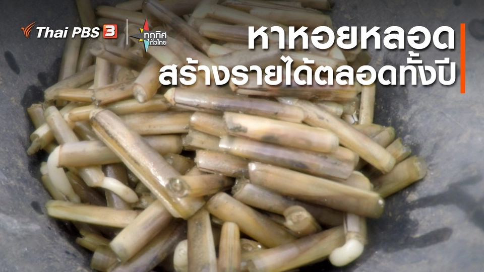 อาชีพทั่วไทย : หาหอยหลอดสร้างรายได้ตลอดทั้งปี จ.สมุทรสงคราม