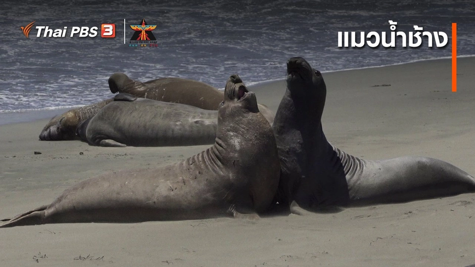 เรื่องเล่าการเดินทาง : แมวน้ำช้าง